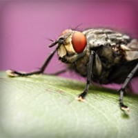 /album/club-investigativo-el-cartama/photolia-a08-jpg/